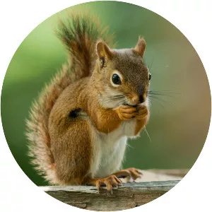 Squirrel