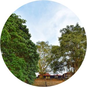 Sree Nedunganad Muthassiyarkkavu, Kodumunda