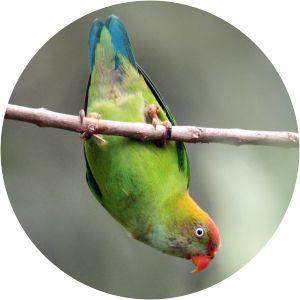 Sri Lanka hanging parrot