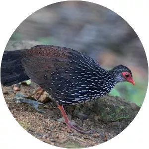 Sri Lanka spurfowl