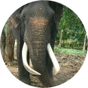 Sri Lankan elephant