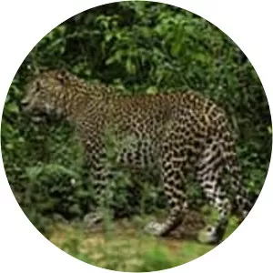 Sri Lankan leopard