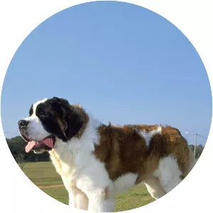 St. Bernard
