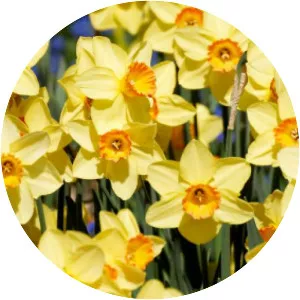 St. David's Day