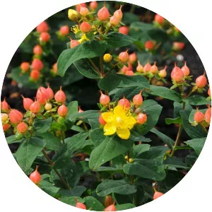 St. John's wort - Plants