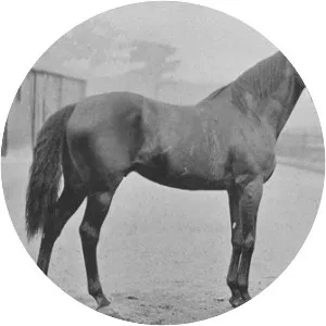 St. Simon - Horse