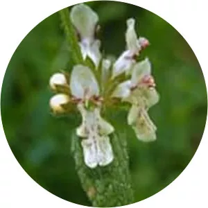 Stachys recta