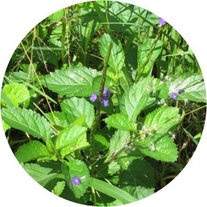 Stachytarpheta cayennensis