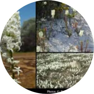 Stackhousia monogyna - 