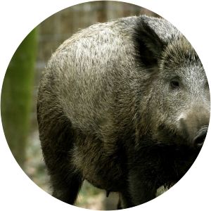 stadtmuseum fürth wildschweingehege