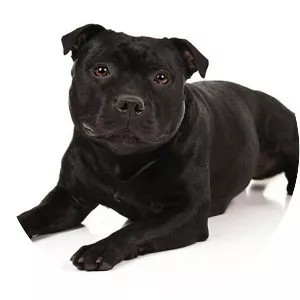 Staffordshire Bull Terrier
