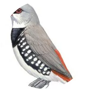 Stagonopleura - Birds