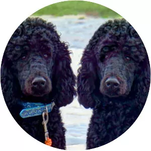 Standard Poodle