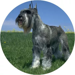 Standard Schnauzer
