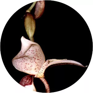 Stanhopea