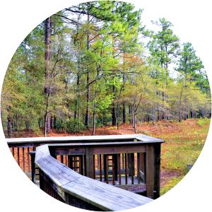 Stanley Rehder Carnivorous Plant Garden