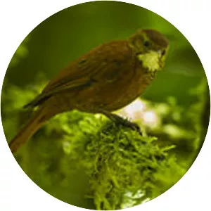 Star-chested treerunner
