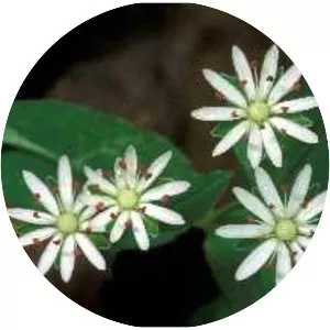 Star chickweed