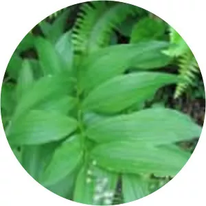 Star-flowered lily-of-the-valley