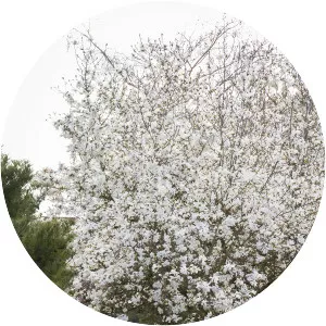 Star magnolia