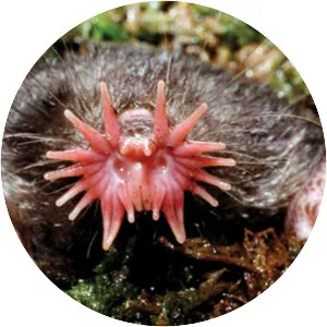 Star-nosed mole