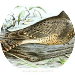Star-spotted nightjar