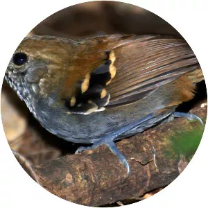 Star-throated antwren