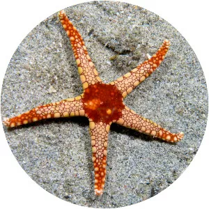 Starfish
