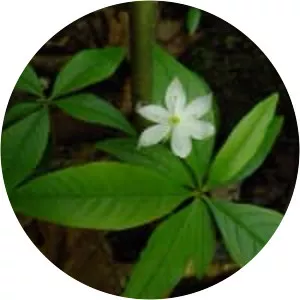 Starflower - Plants