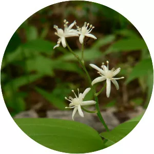 Starflowered lilyofthevalley