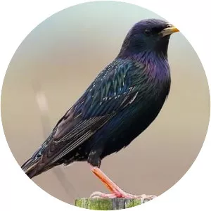 Starling