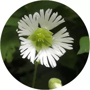 Starry campion - Plants