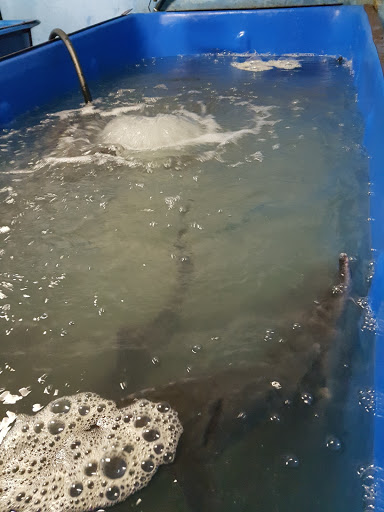 Startis-M - Svezhaya Zhivaya Ryba