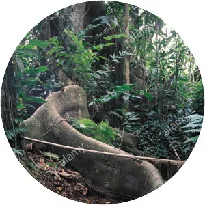 State of Acre - Brazilian state