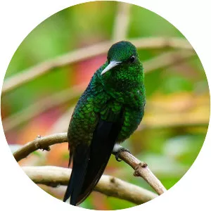 Steely-vented hummingbird