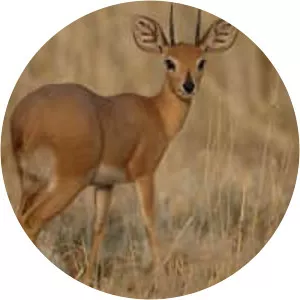 Steenbok
