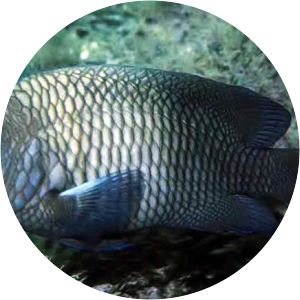 Stegastes acapulcoensis