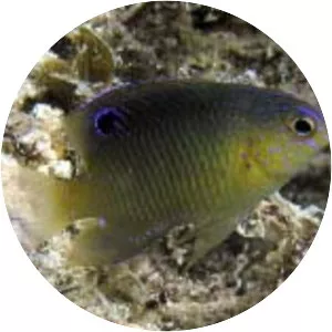 Stegastes leucostictus - 