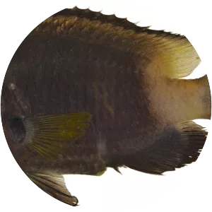 Stegastes partitus