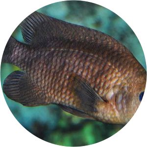 Stegastes rectifraenum - 