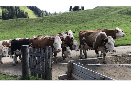 Stegerbauer - Farm in Lofer, Austria