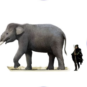Stegodon orientalis