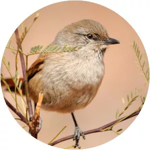 Steinbach's canastero