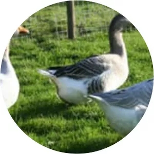 Steinbacher Goose - Animal