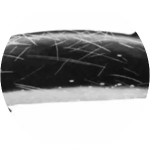 Stejneger's beaked whale