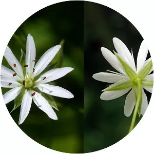 Stellaria graminea