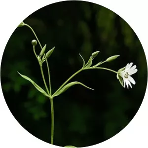 Stellaria holostea