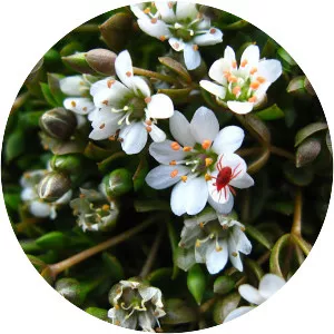Stellaria humifusa - Plants