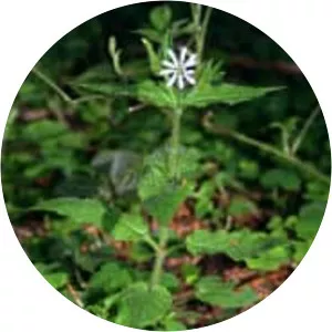 Stellaria nemorum - Plants