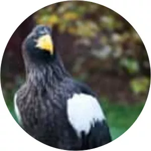 Steller's sea eagle